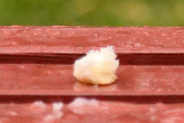 Воробей забрал у голубя хлеб, голубь и хлеб, голубь хлеб воробей