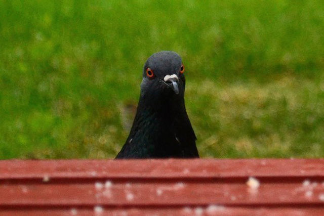 Воробей забрал у голубя хлеб, голубь и хлеб, голубь хлеб воробей