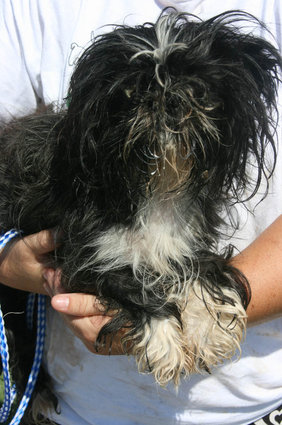 Бездомные собаки из приюта до и после чудесного преображения собаки до и после, преображение бездомных собак