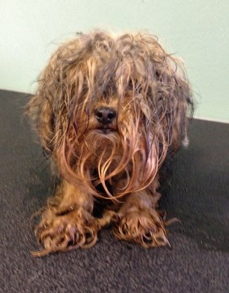 Бездомные собаки из приюта до и после чудесного преображения собаки до и после, преображение бездомных собак