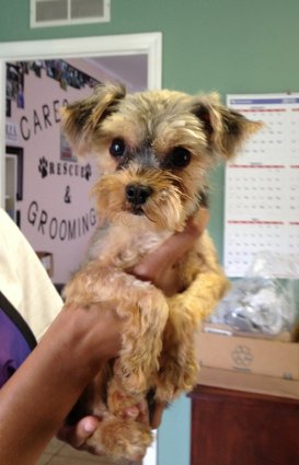 Бездомные собаки из приюта до и после чудесного преображения собаки до и после, преображение бездомных собак