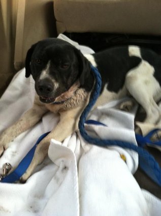 Бездомные собаки из приюта до и после чудесного преображения собаки до и после, преображение бездомных собак