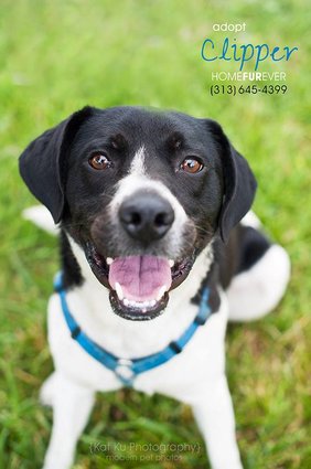 Бездомные собаки из приюта до и после чудесного преображения собаки до и после, преображение бездомных собак