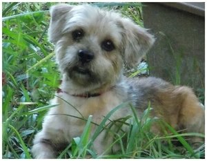 Бездомные собаки из приюта до и после чудесного преображения собаки до и после, преображение бездомных собак