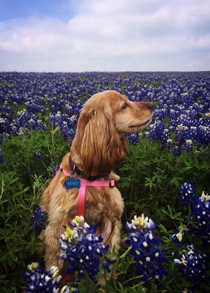 Бездомные собаки из приюта до и после чудесного преображения собаки до и после, преображение бездомных собак