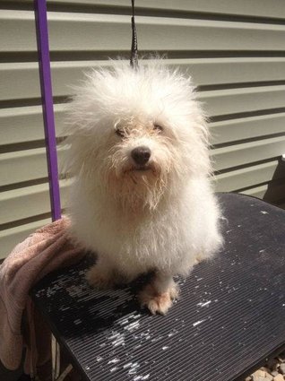 Бездомные собаки из приюта до и после чудесного преображения собаки до и после, преображение бездомных собак