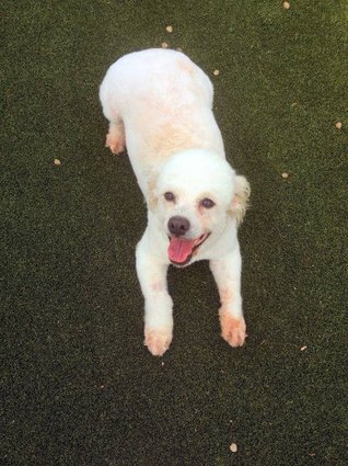 Бездомные собаки из приюта до и после чудесного преображения собаки до и после, преображение бездомных собак