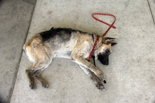 Бездомные собаки из приюта до и после чудесного преображения собаки до и после, преображение бездомных собак