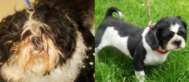 Бездомные собаки из приюта до и после чудесного преображения собаки до и после, преображение бездомных собак