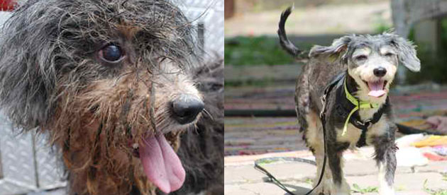 Бездомные собаки из приюта до и после чудесного преображения собаки до и после, преображение бездомных собак