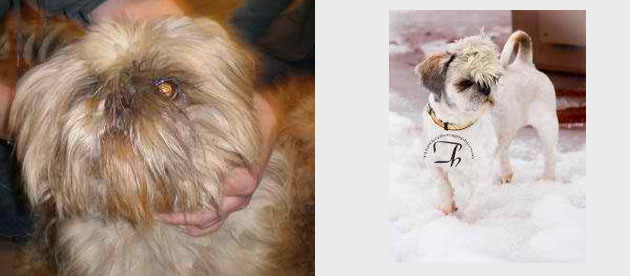 Бездомные собаки из приюта до и после чудесного преображения собаки до и после, преображение бездомных собак