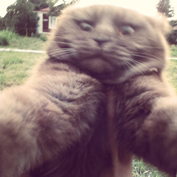 Самострелы,котов , кошек, из социальных сетей