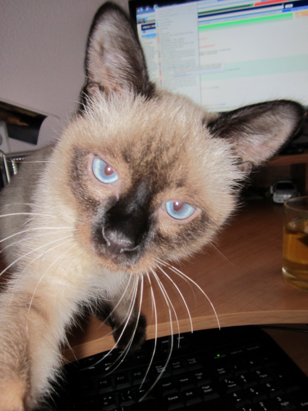 Самострелы,котов , кошек, из социальных сетей