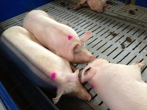 Журналисты,протестующие, внутри, резиденции, загородного дома, Виктор Янукович, портрет, унитаз