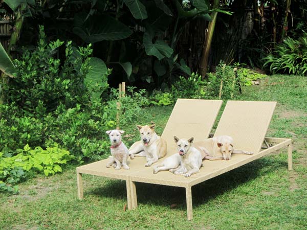 спасение собаки по кличке Руби, Ruby dog