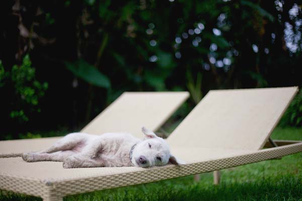 спасение собаки по кличке Руби, Ruby dog