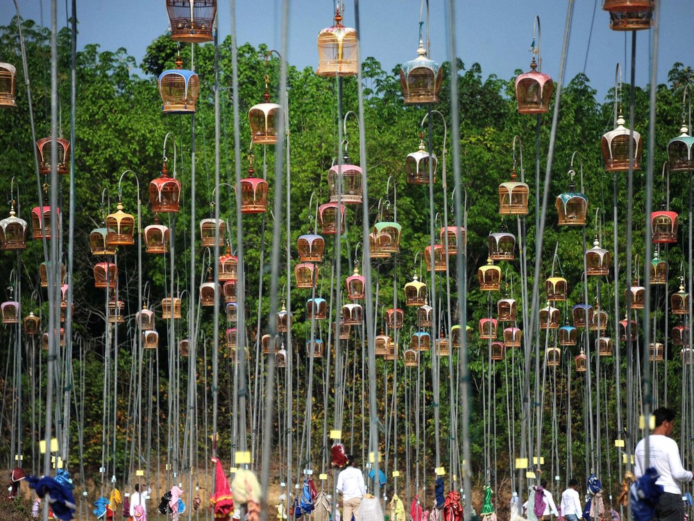 Конкурс певчих птиц в Таиланде Конкурс певчих птиц в Таиланде 2014, певчие птицы в Таиланде, конкурс