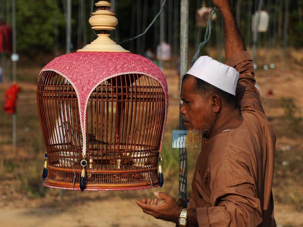 Конкурс певчих птиц в Таиланде Конкурс певчих птиц в Таиланде 2014, певчие птицы в Таиланде, конкурс