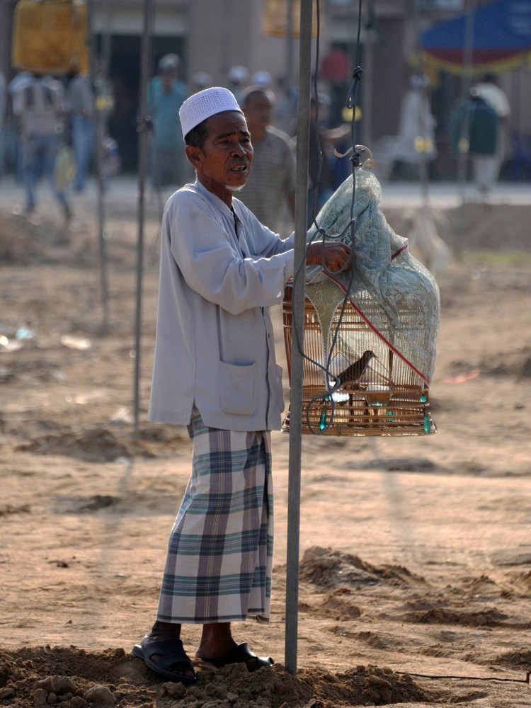 Конкурс певчих птиц в Таиланде Конкурс певчих птиц в Таиланде 2014, певчие птицы в Таиланде, конкурс