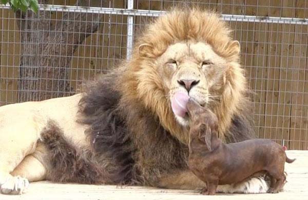 Трогательные истории дружбы между такими разными животными дружба между животными, трогательные истории дружбы между животными