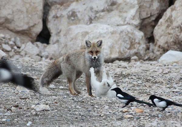 Трогательные истории дружбы между такими разными животными дружба между животными, трогательные истории дружбы между животными