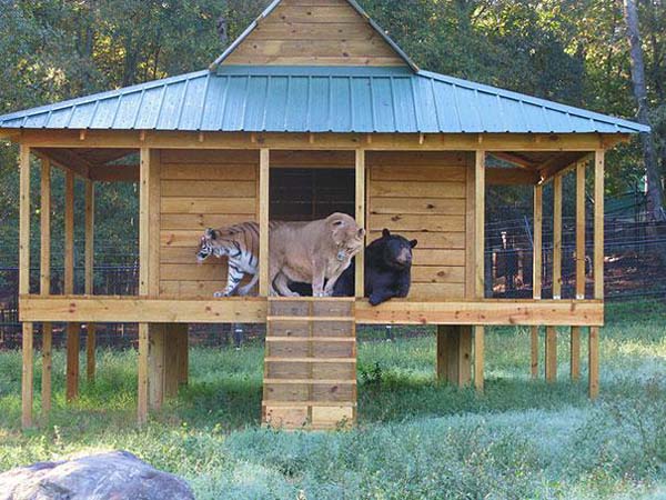 Трогательные истории дружбы между такими разными животными дружба между животными, трогательные истории дружбы между животными