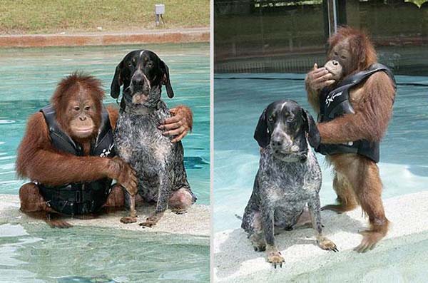 Трогательные истории дружбы между такими разными животными дружба между животными, трогательные истории дружбы между животными