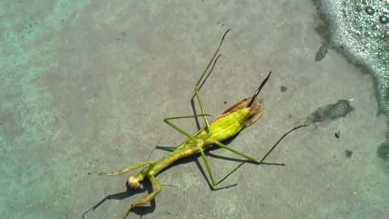 Жуткая сцена из фильма из богомола вылез огромный паразит, паразит в богомоле