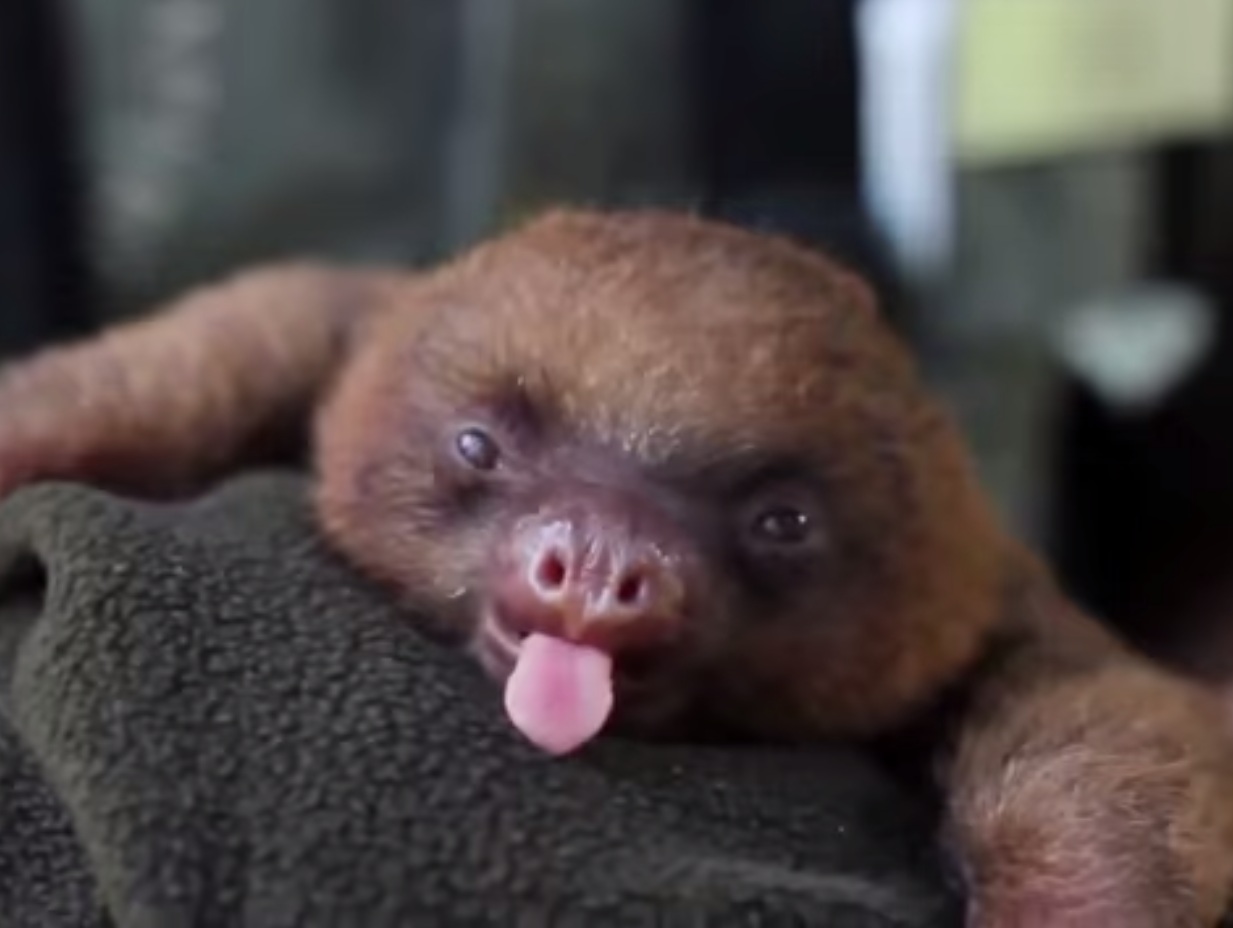 Все самые милые детеныши животных в одном видео милые животные, милые детеныши животных, мимимишные животные, видео