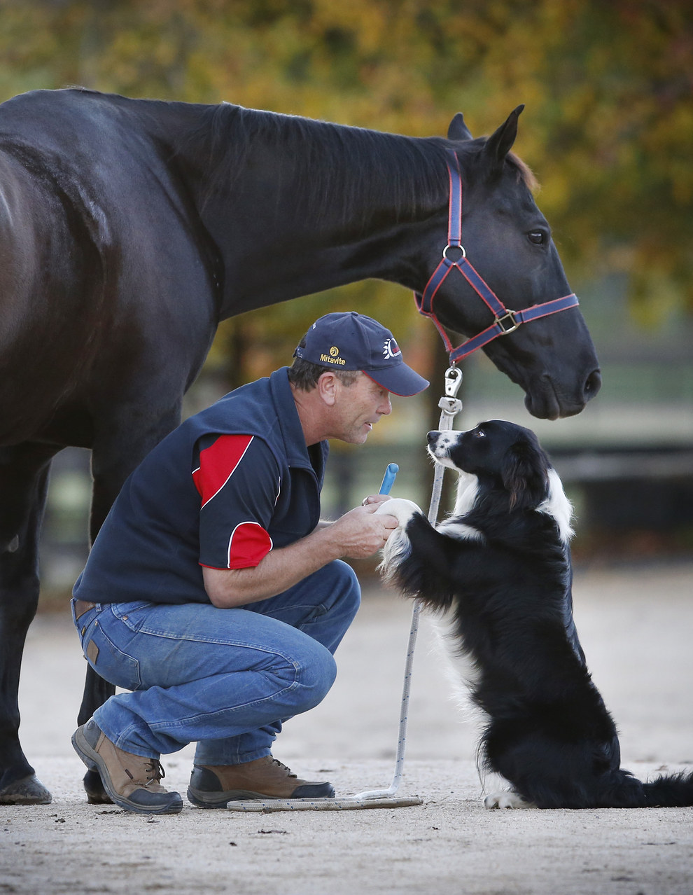 Хекан, собака умеет ездить на лошади, собака верхом на коне