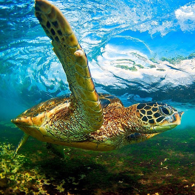 фотографии волн изнутри, фотограф Кларк Литтл, Clark Little, волны изнутри, фото волн Кларк Литтл