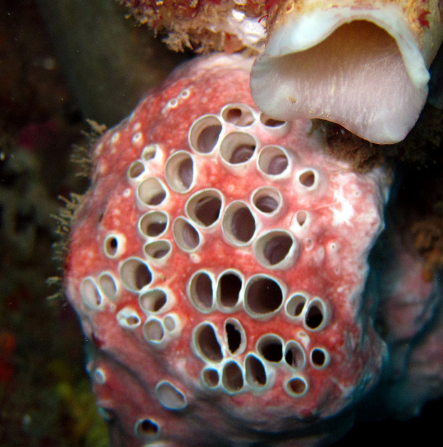 25 реальных человеческих фобий, в существование которых трудно поверить самые необычные фобии, фобии людей, необычные боязни людей, чего люди боятся