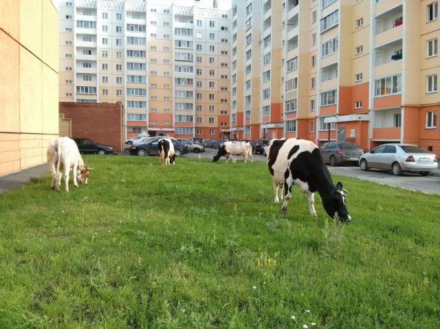 это россия детка, умом россию не понять, тем временем в России 