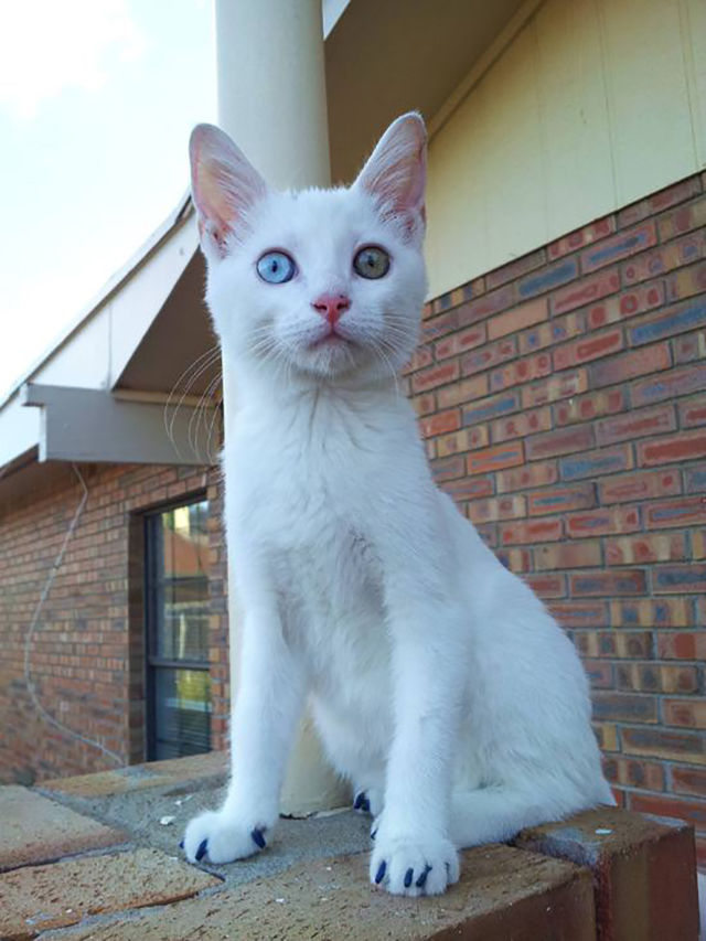 первая прокулка кошки на улице, реакция котов на первую прогулку, кошка впервые на улице