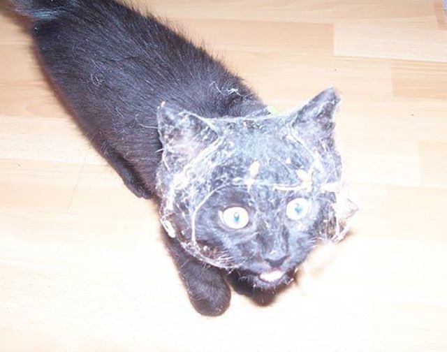 первая прокулка кошки на улице, реакция котов на первую прогулку, кошка впервые на улице