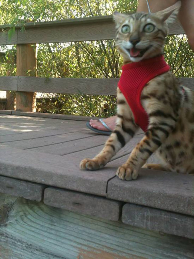 первая прокулка кошки на улице, реакция котов на первую прогулку, кошка впервые на улице