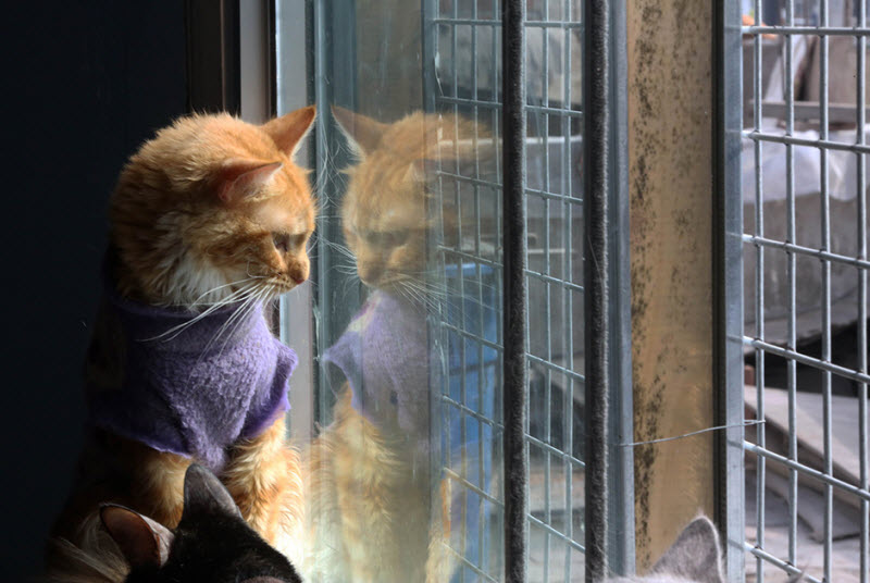 cat hospice Maria Torero, кошачий хоспис, 175 кошек больных лейкемией, Мария Тореро 