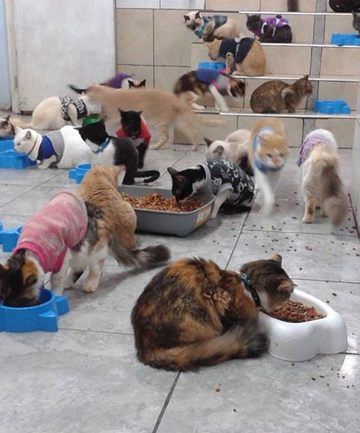 cat hospice Maria Torero, кошачий хоспис, 175 кошек больных лейкемией, Мария Тореро 