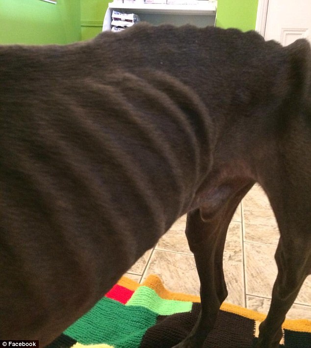 истощённая собака, собака Алекс, dog Alex