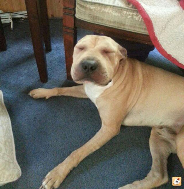 ужаленные собаки, собаки с опухшей мордой