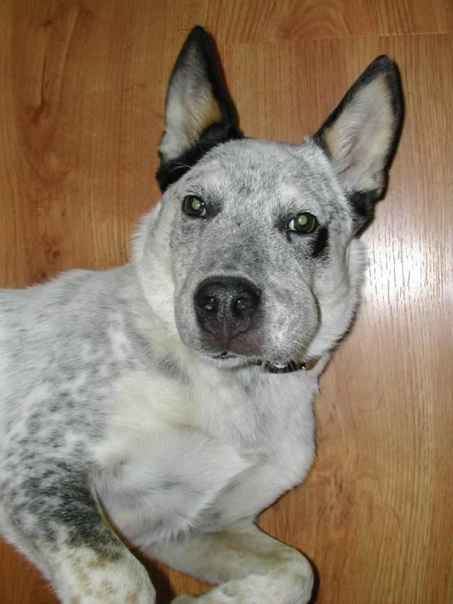 ужаленные собаки, собаки с опухшей мордой