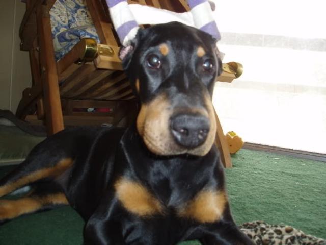 ужаленные собаки, собаки с опухшей мордой