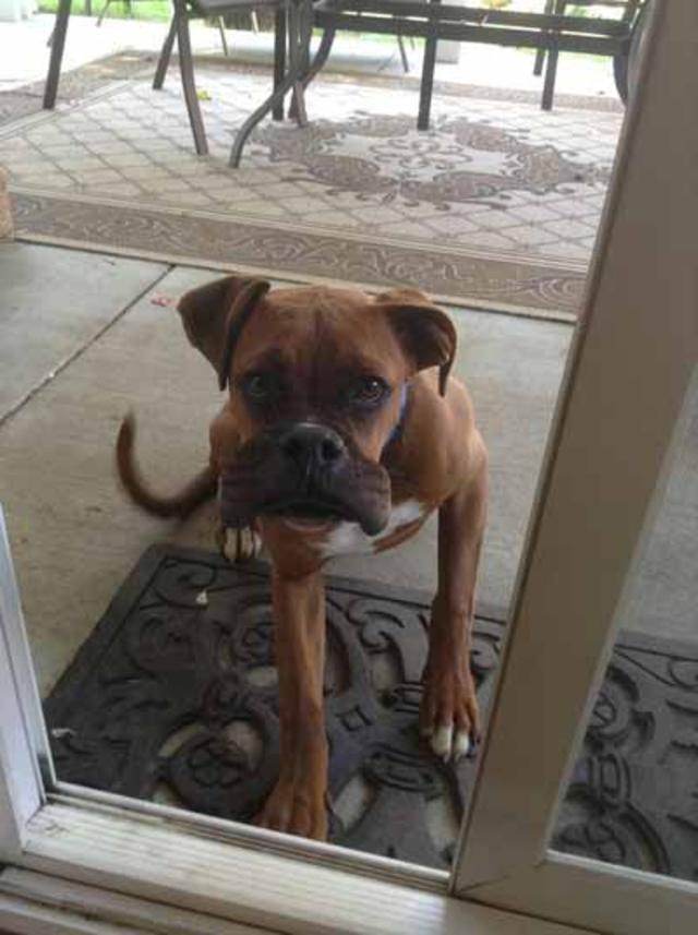 ужаленные собаки, собаки с опухшей мордой