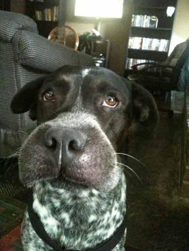 ужаленные собаки, собаки с опухшей мордой