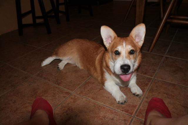 ужаленные собаки, собаки с опухшей мордой