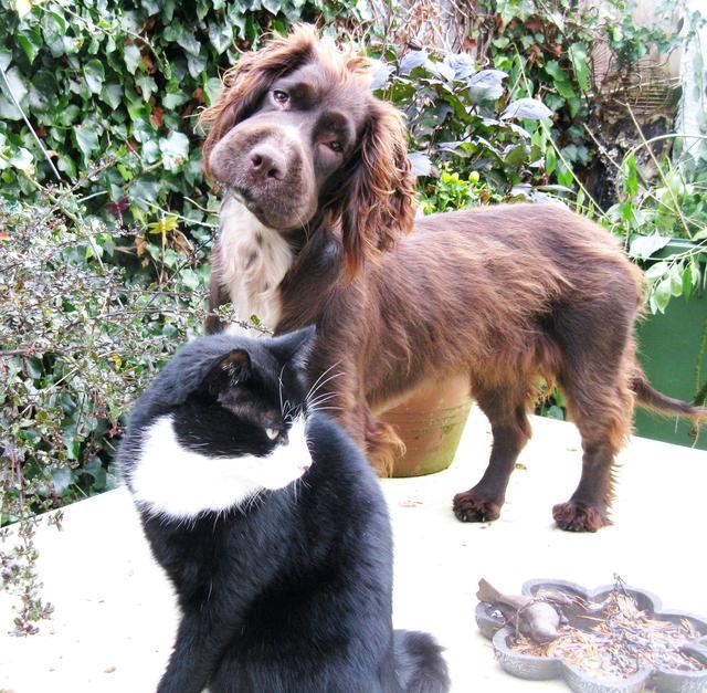 ужаленные собаки, собаки с опухшей мордой