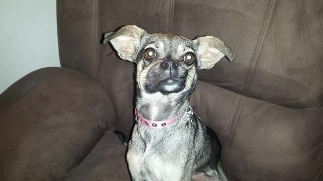 ужаленные собаки, собаки с опухшей мордой