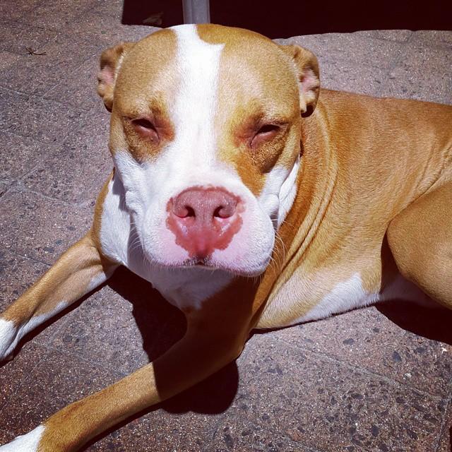 ужаленные собаки, собаки с опухшей мордой