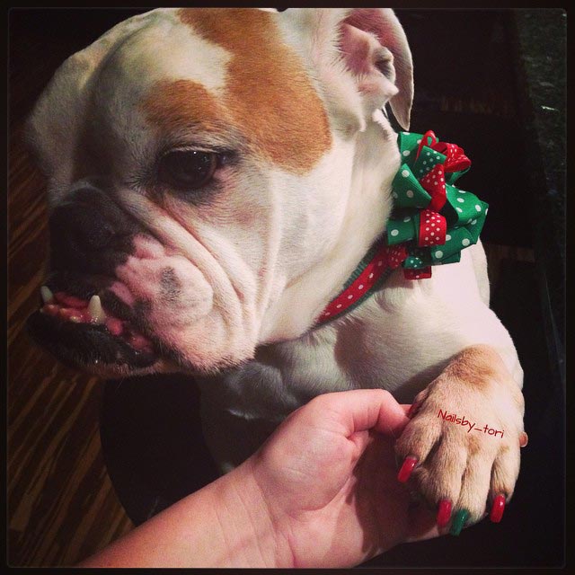 животные не рады новогодним праздникам, животные не прониклись духом праздника, животные которые не любят новый год, животные которые не любят рождество