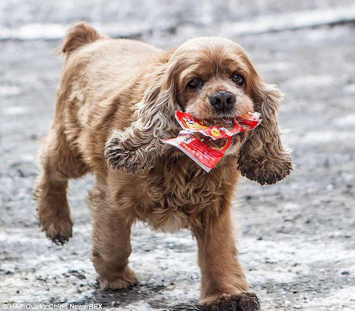 Уникальный пёс Бобби может распознать деньги и знает как их потратить Бобби, кокерс-спаниель, собака, покупает еду, деньги, Bobby the cocker spaniel